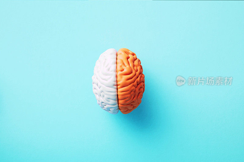 左脑右脑概念- 2彩色脑对象在蓝色背景